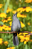 BRD 13 DA0036 01
Gray Catbird Singing On Twig By Black-Eyed Susans