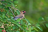 BRD 13 DA0037 01
Cedar Waxwing Eating Berry In Serviceberry Bush