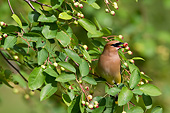 BRD 13 DA0038 01
Cedar Waxwing Eating Berry In Serviceberry Bush