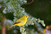 BRD 13 DA0039 01
Yellow Warbler Bathing In Mist On Evergreen Branch