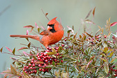 BRD 13 DA0040 01
Northern Cardinal Male Perched In Nandina Heavenly Bamboo In Winter