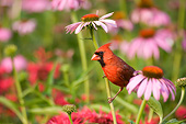 BRD 13 DA0041 01
Northern Cardinal Male Perched On Purple Coneflower