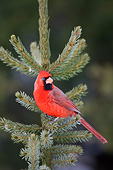BRD 13 DA0042 01
Northern Cardinal Male Perched In Spruce Tree