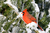 BRD 13 DA0043 01
Northern Cardinal Male Perched On Serbian Spruce In Winter