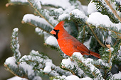 BRD 13 DA0044 01
Northern Cardinal Male Perched On Balsam Fir In Winter