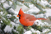 BRD 13 DA0045 01
Northern Cardinal Male Perched On Balsam Fir In Winter