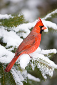 BRD 13 DA0046 01
Northern Cardinal Male Perched On Balsam Fir In Winter