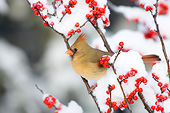 BRD 13 DA0047 01
Northern Cardinal Female Perched On Common Winterberry In Winter