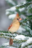 BRD 13 DA0048 01
Northern Cardinal Female Perched On Balsam Fir In Winter