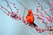 BRD 13 DA0049 01
Northern Cardinal Male Perched On Eastern Redbud In Spring