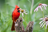 BRD 13 DA0050 01
Northern Cardinal Male Perched On Fence Post By Purple Coneflowers