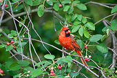 BRD 13 DA0051 01
Northern Cardinal Male Perched In Serviceberry Bush