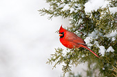 BRD 13 DA0052 01
Northern Cardinal Male Perched In Keteleeri Juniper Tree In Winter