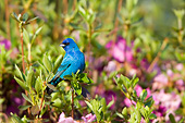 BRD 13 DA0054 01
Indigo Bunting Male Perched In Azalea Bush