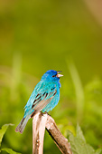BRD 13 DA0055 01
Portrait Of Indigo Bunting Male Singing
