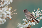 BRD 13 DA0056 01
Dark-Eyed Junco Perched On Spruce Tree In Winter