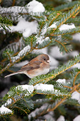 BRD 13 DA0057 01
Dark-Eyed Junco Perched On Spruce Tree In Winter