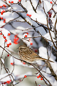 BRD 13 DA0058 01
Song Sparrow Perched On Common Winterberry In Winter
