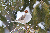BRD 13 DA0059 01
Young White-Crowned Sparrow Perched On Spruce Tree In Winter