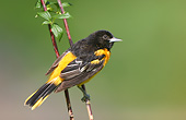 BRD 13 DA0060 01
Baltimore Oriole Male Perched On Mock Orange