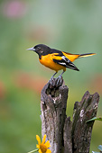 BRD 13 DA0061 01
Baltimore Oriole Male Perched On Wooden Fence In Garden