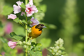 BRD 13 DA0062 01
Baltimore Oriole Female Perched On Hollyhock