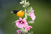 BRD 13 DA0063 01
Baltimore Oriole Male Perched On Hollyhock