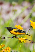 BRD 13 DA0064 01
Baltimore Oriole Female Perched On Yellow Flowers In Garden