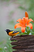 BRD 13 DA0065 01
Baltimore Oriole Male Perched On Fence In Garden