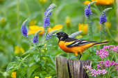 BRD 13 DA0066 01
Baltimore Oriole Male Perched On Post By Pink Yarrow, Blue Veronica And Black-Eyed Susans