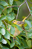 BRD 13 DA0067 01
Orchard Oriole Female Sitting In Nest