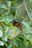 BRD 13 DA0068 01
Orchard Oriole Male Sitting In Nest
