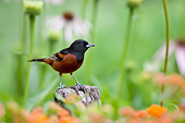 BRD 13 DA0069 01
Orchard Oriole Male Perched On Fence Post In Garden
