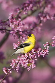 BRD 13 DA0070 01
American Goldfinch Male Perched In Eastern Redbud Tree