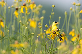 BRD 13 DA0071 01
American Goldfinch Male Perched On Gray-Headed Coneflower