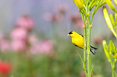 BRD 13 DA0073 01
American Goldfinch Male Perched On Yellow Daylily