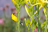 BRD 13 DA0074 01
American Goldfinch Male Perched On Yellow Daylily