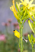 BRD 13 DA0075 01
American Goldfinch Male Perched On Yellow Daylily