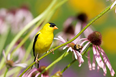 BRD 13 DA0076 01
American Goldfinch Male Perched On Pale Purple Coneflower