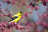 BRD 13 DA0077 01
American Goldfinch Male Perched In Eastern Redbud Tree