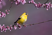 BRD 13 DA0078 01
American Goldfinch Male Perched In Eastern Redbud Tree