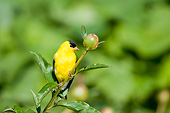BRD 13 DA0079 01
American Goldfinch Male Perched On Peony Bud In Garden