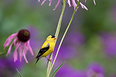 BRD 13 DA0080 01
American Goldfinch Male Perched On Pale Purple Coneflower