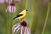 BRD 13 DA0081 01
American Goldfinch Male Perched On Pale Purple Coneflower
