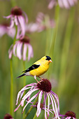 BRD 13 DA0082 01
American Goldfinch Male Perched On Pale Purple Coneflower