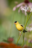 BRD 13 DA0083 01
American Goldfinch Male Perched On Pale Purple Coneflower