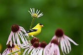 BRD 13 DA0084 01
American Goldfinch Male Perched On Pale Purple Coneflower