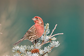 BRD 13 DA0085 01
House Finch Male Perched In Spruce Tree