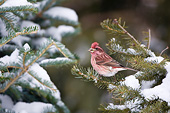 BRD 13 DA0086 01
House Finch Male Perched On Spruce Tree In Winter