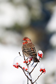 BRD 13 DA0087 01
House Finch Male Perched On Common Winterberry In Winter